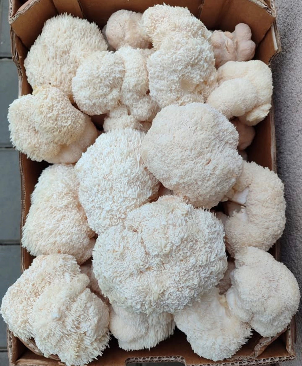 Fungi of Light - Premium Lion's Mane Grow Kit