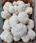 Fungi of Light - Lions Mane (300g)