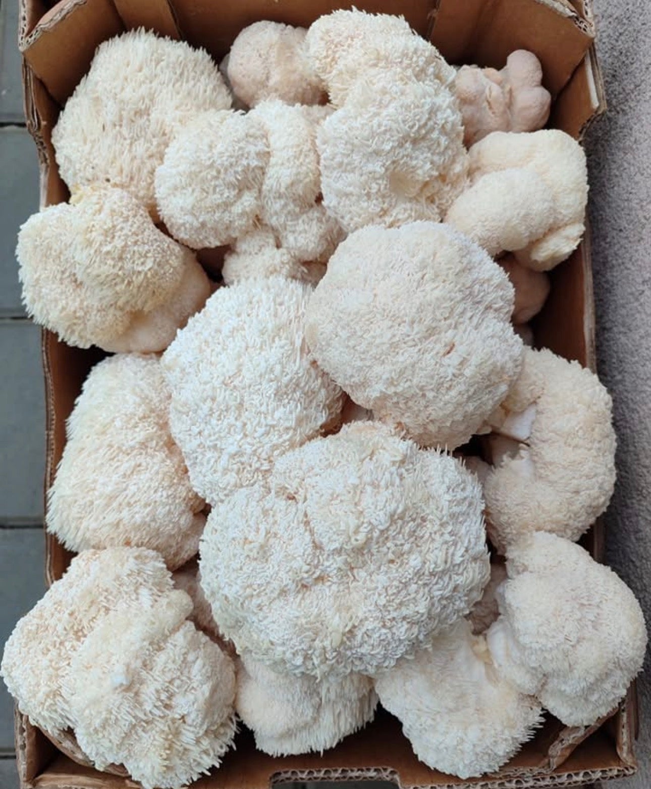 Fungi of Light - Premium Lion's Mane Grow Kit