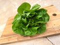 Leafy Lettuce Head