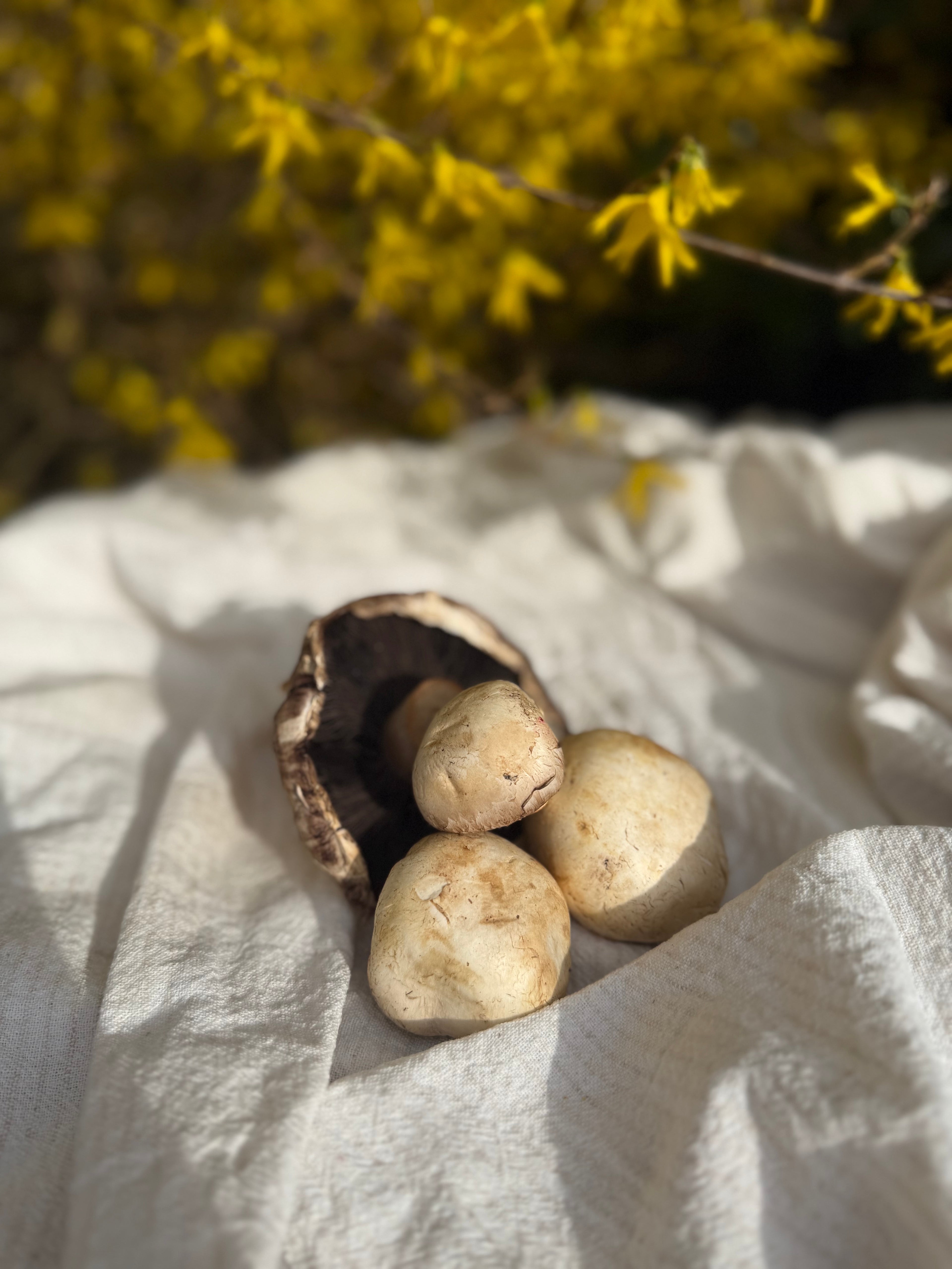 Farm Mushrooms (250g)