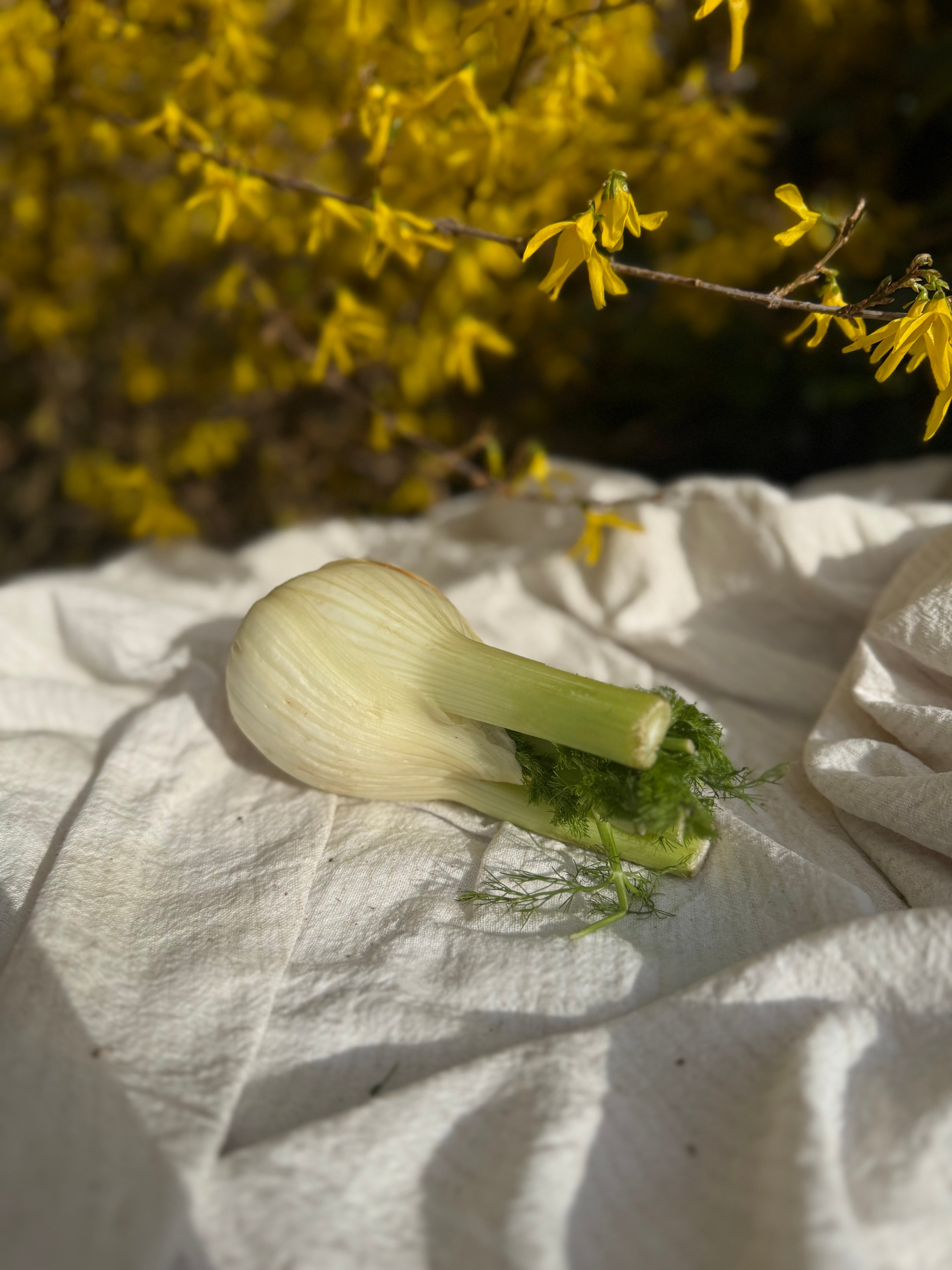 Fennel Bulb