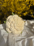Fresh Local Cauliflower Head