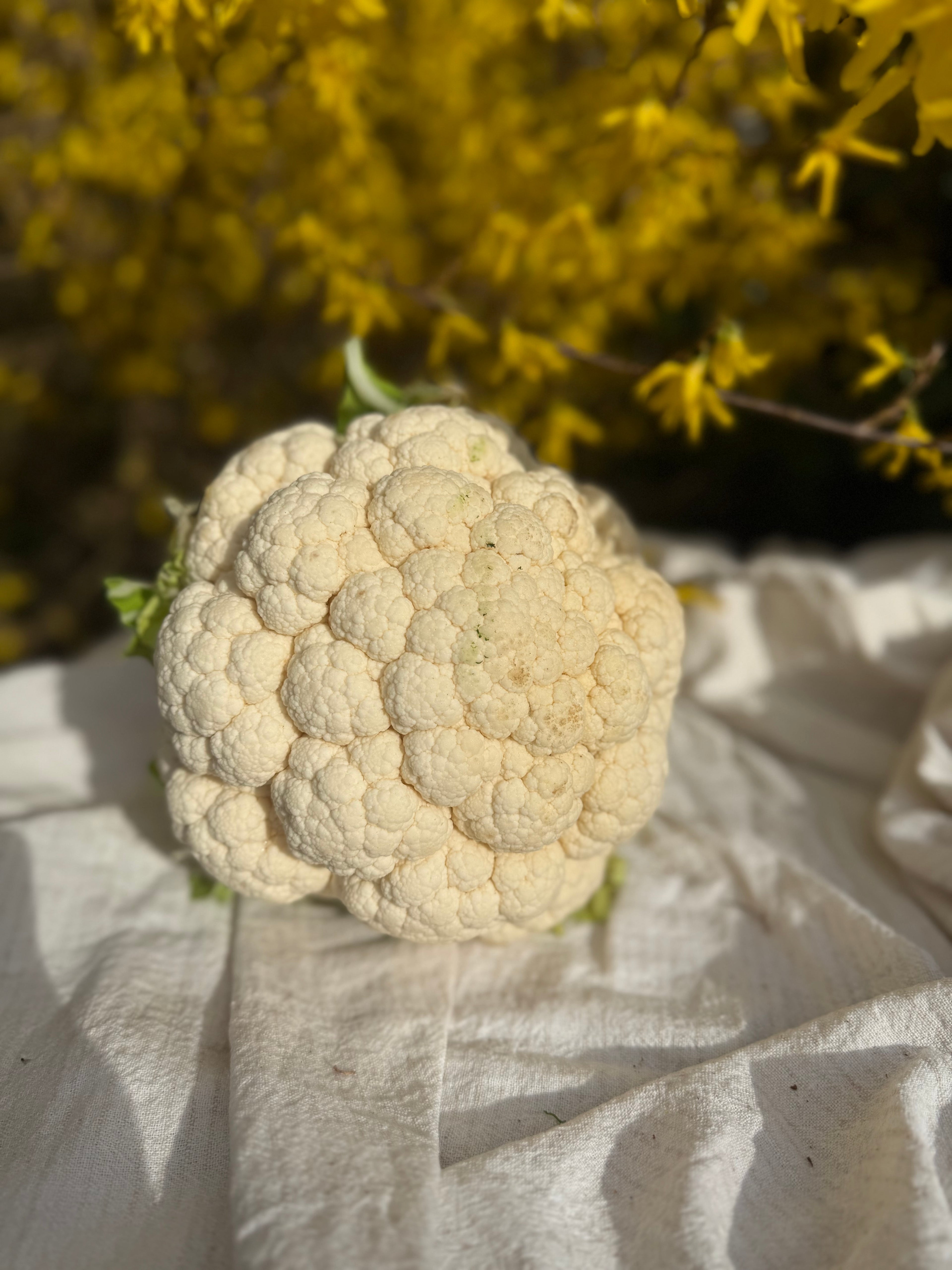Fresh Local Cauliflower Head