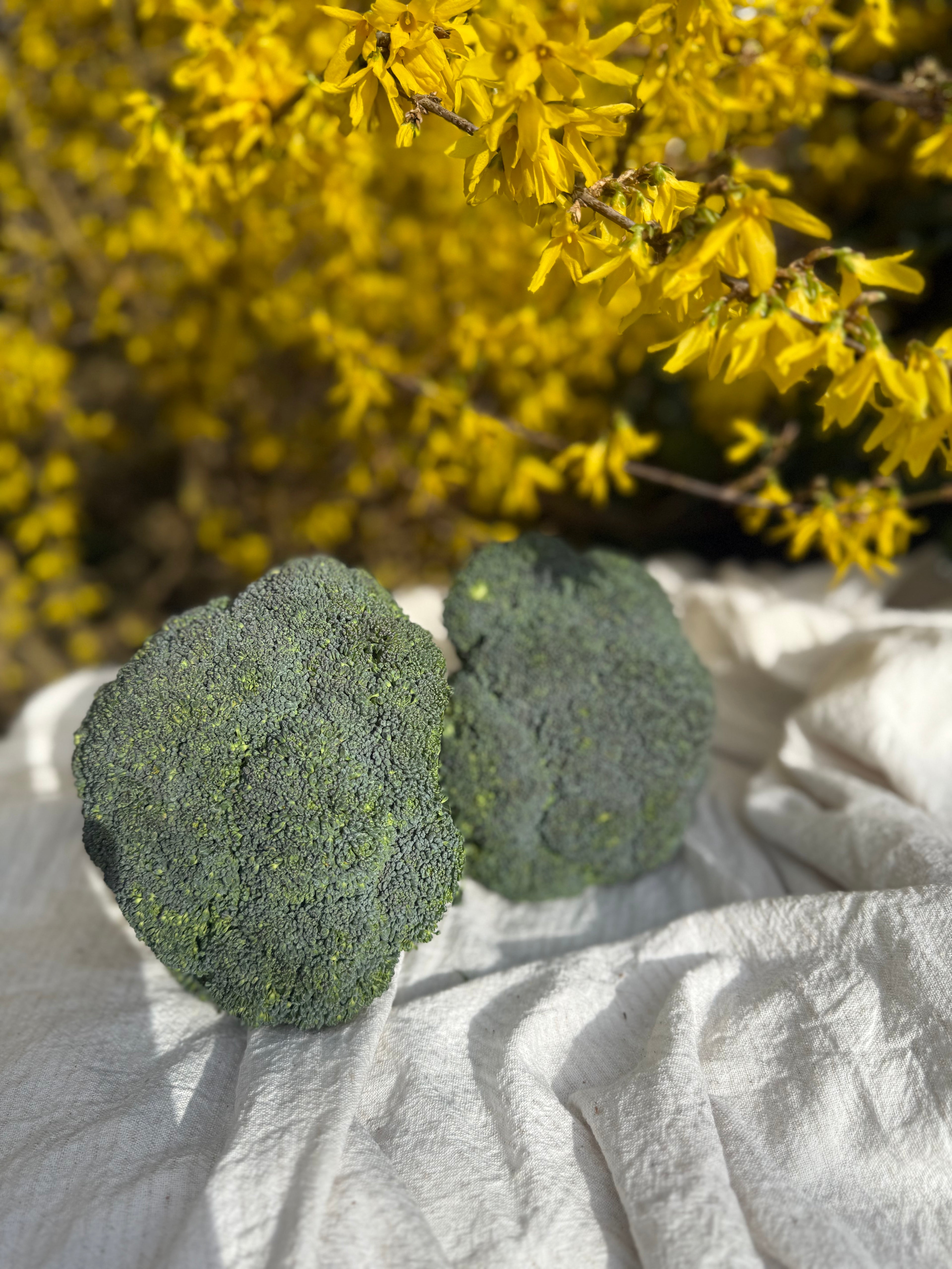 Fresh Local Broccoli Head