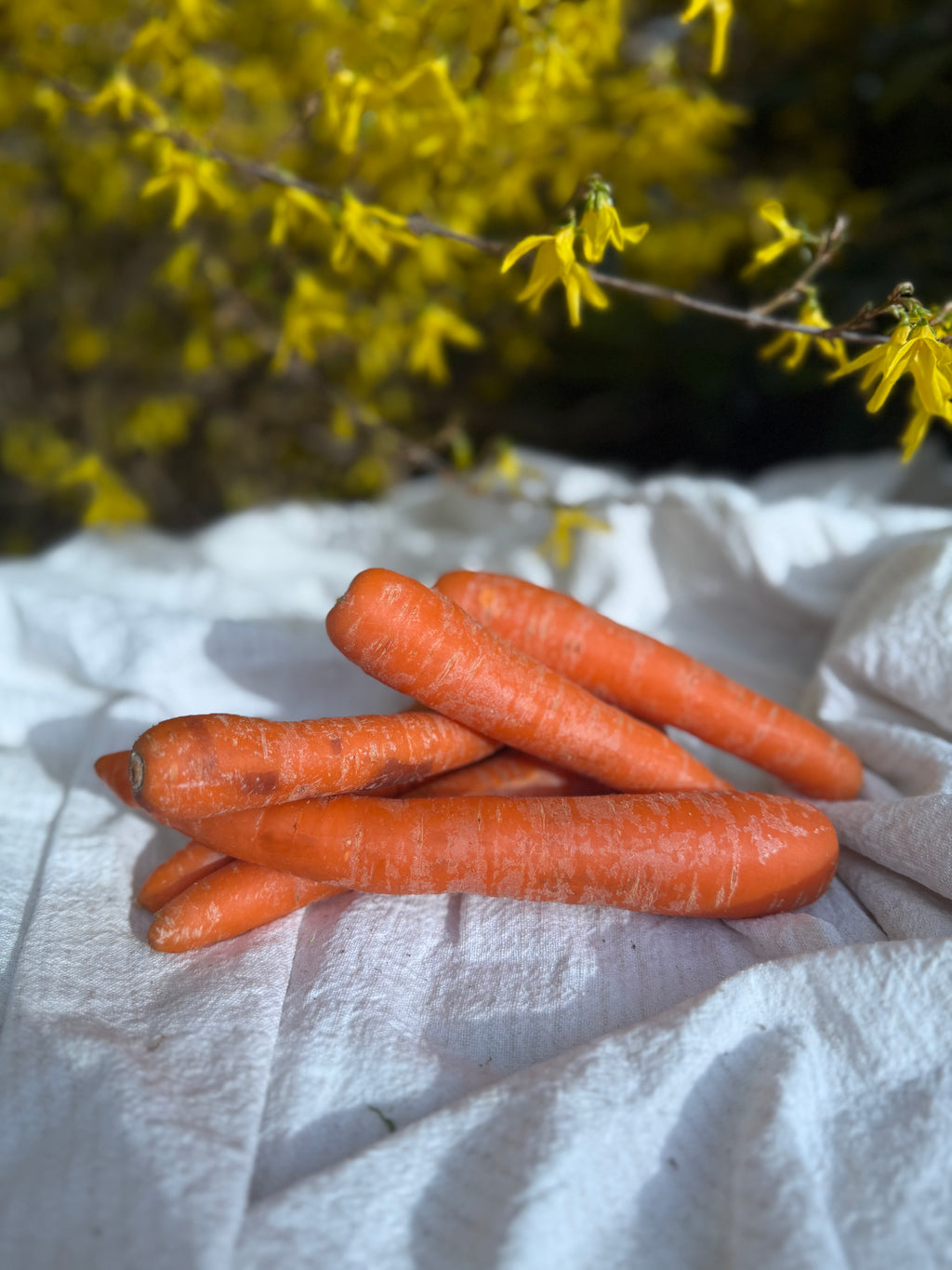 Fresh Local Carrots Bunch of 5