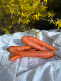 Fresh Local Carrots Bunch of 5