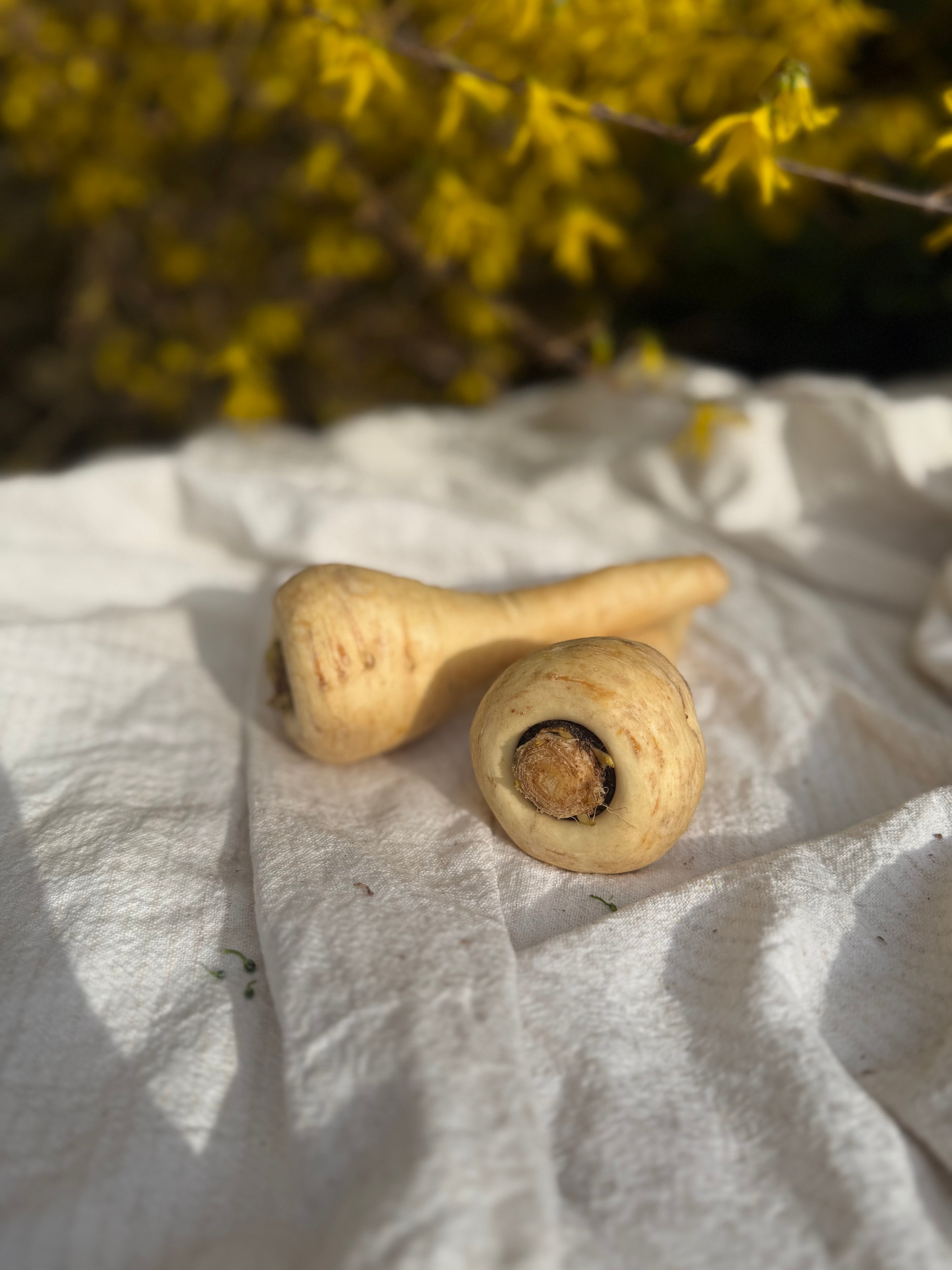 Fresh Local Parsnips