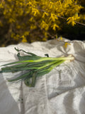 Spring Onion Bunch of 6