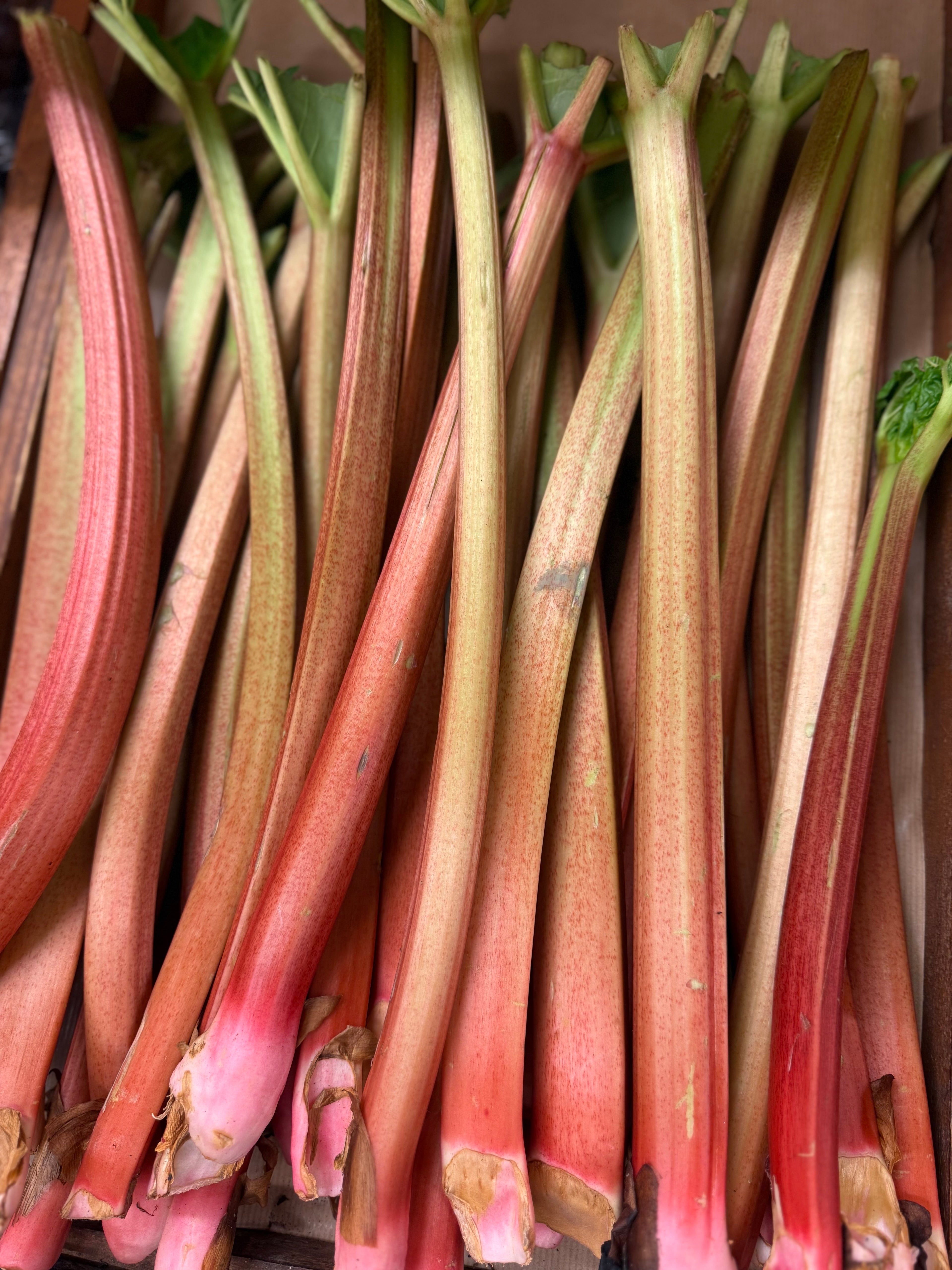 Rhubarb Bunch