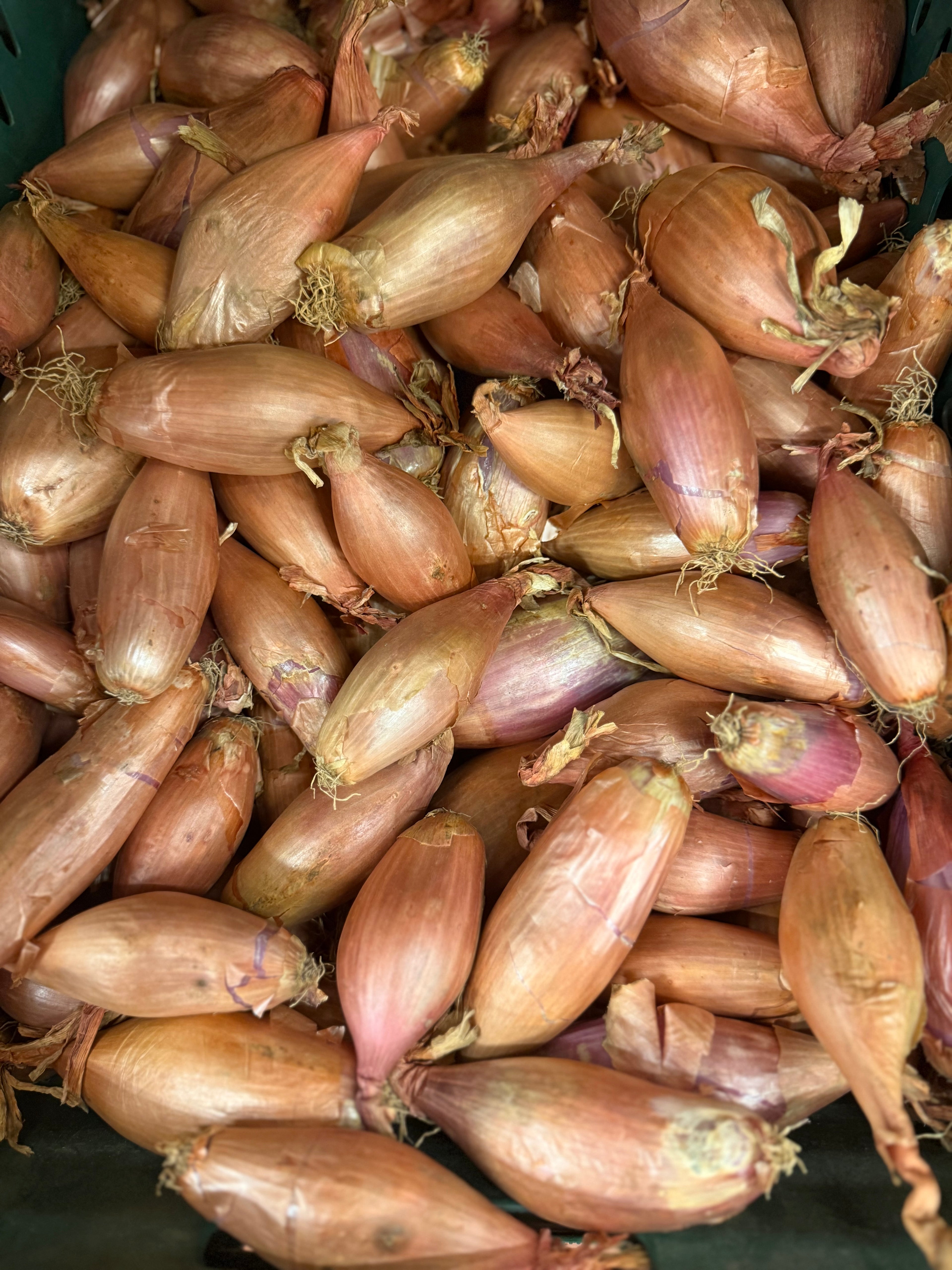 Shallot Onions